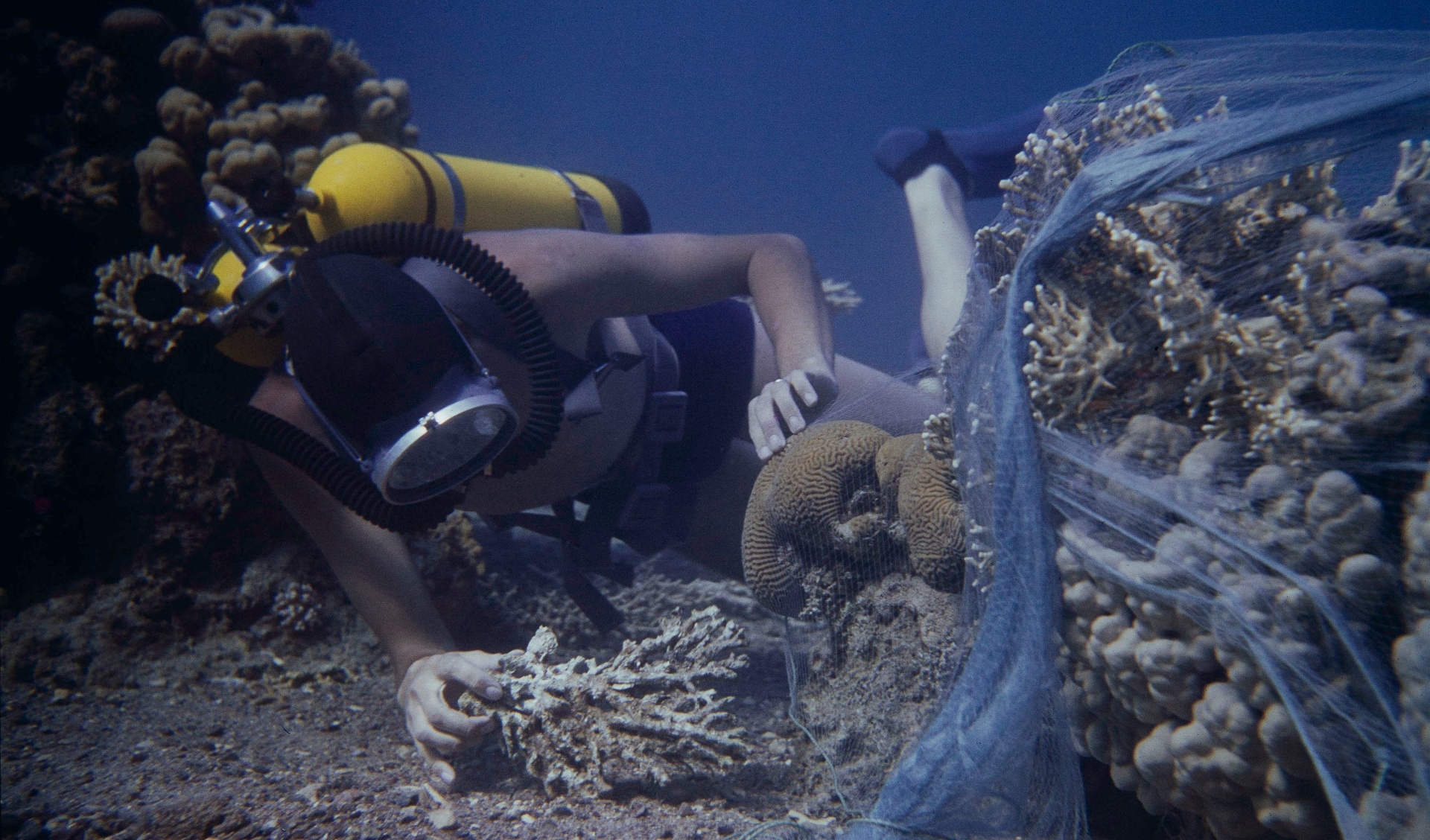 Underwater scene from the Ocean Archive stories collection