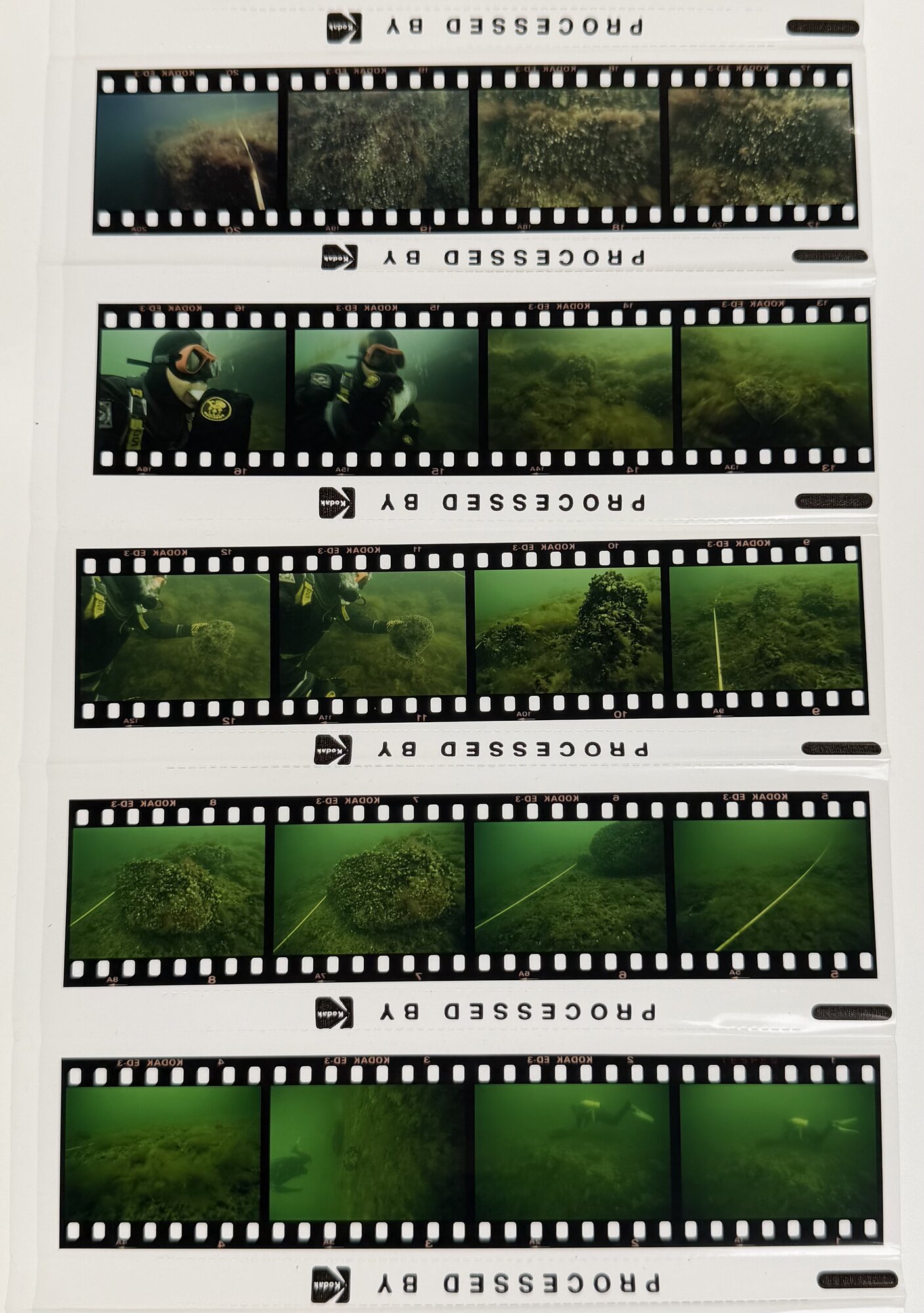 Kodak film strips from Kautsky's underwater fieldwork, showing a diver collecting samples among algae-covered rocks in the Baltic.
