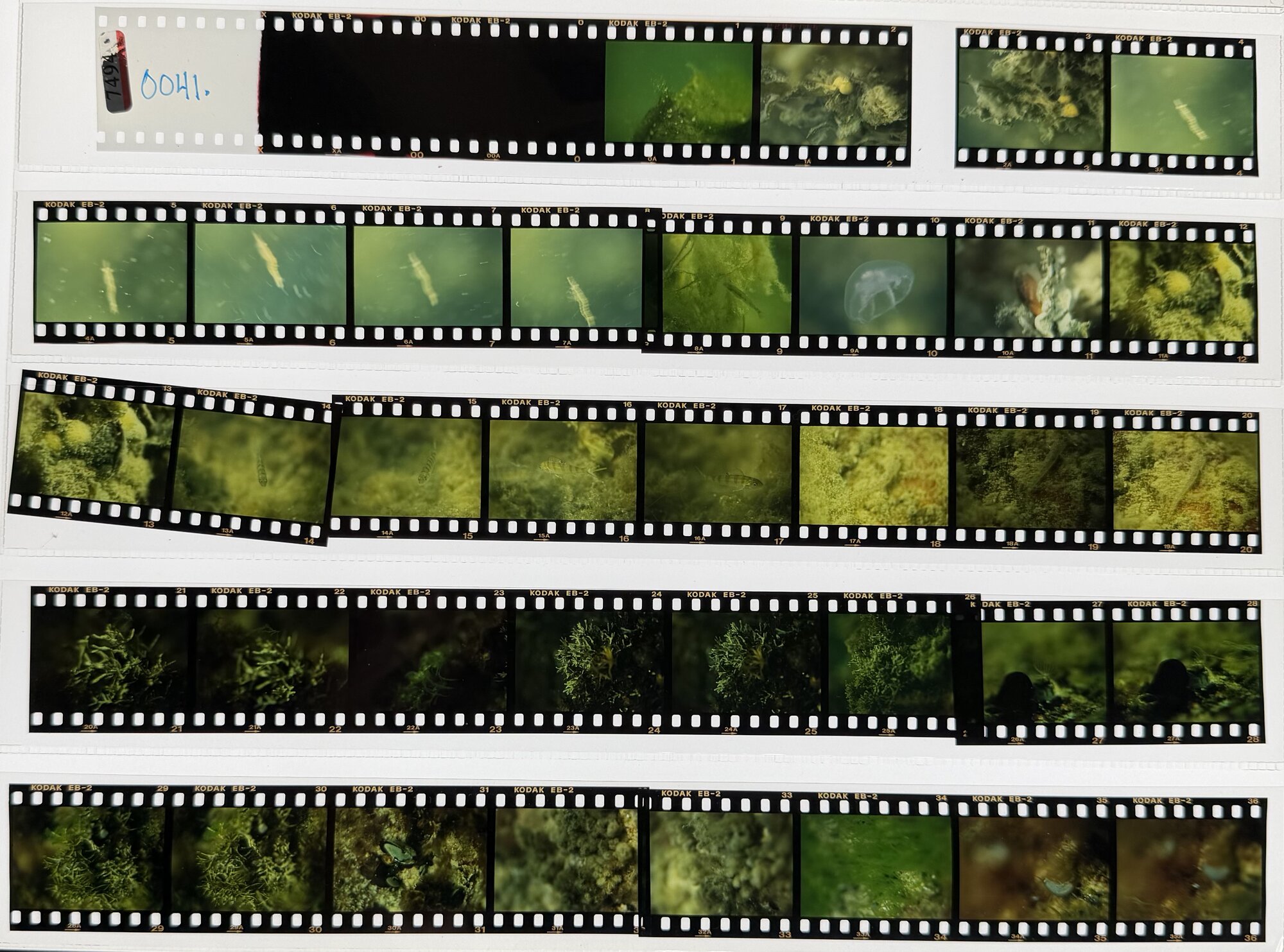 Kodak EB-2 film strips documenting Baltic fish and benthic communities from Kautsky's underwater surveys.